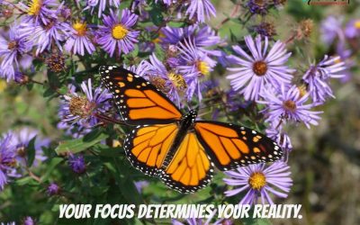 Is it Time for YOU to Refocus?